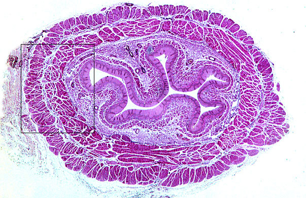  esophagus 