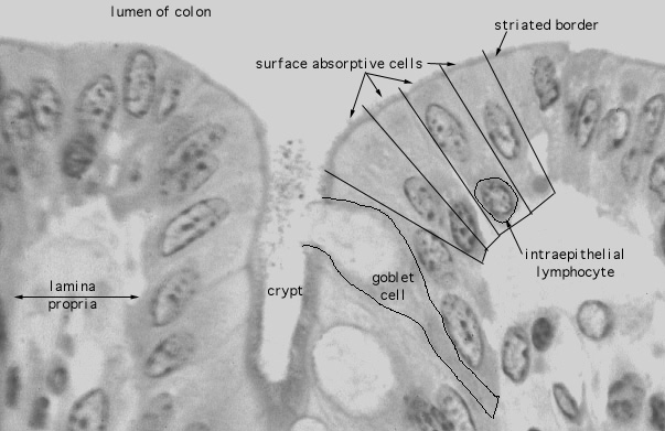  colon, luminal epithelia 