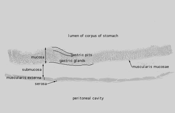 fundic stomach 