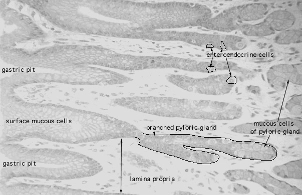 Hls Digestive System Alimentary Canal Pyloric Stomach Glands