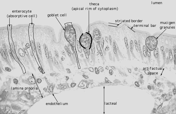 Hls Digestive System Alimentary Canal Jejunum Goblet Cells And