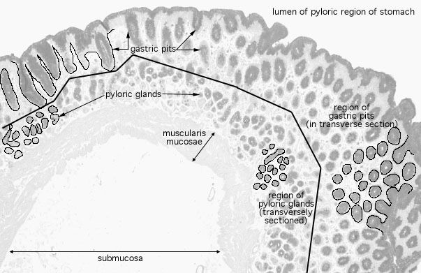 Hls Digestive System Alimentary Canal Pyloric Stomach Mucosa And Submucosa Med Mag Labeled