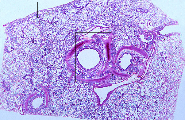  lung (sheep), intrapulmonary bronchus 