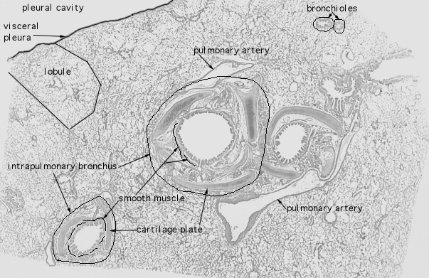  lung (sheep), intrapulmonary bronchus 