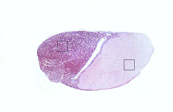  pituitary gland, H&E 