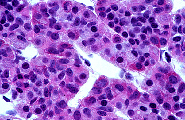 anterior pituitary gland histology