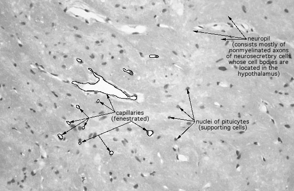  pituitary gland, posterior 