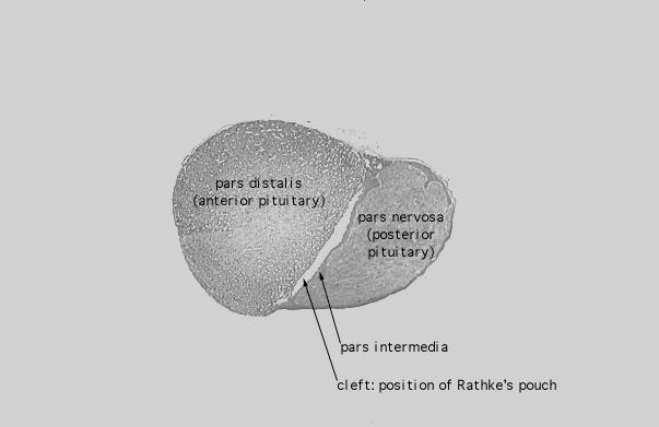  pituitary gland, PAS 