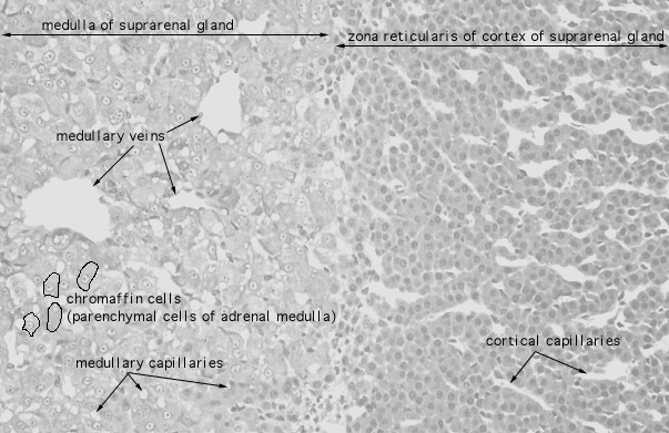  adrenal gland, reticularis and medulla 