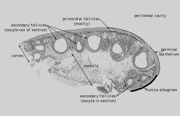 ovary diagram labeled