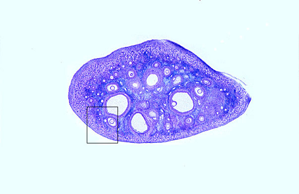  ovary II 