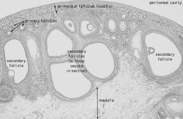 ovary medulla histology