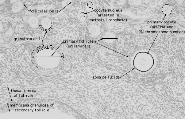 Hls Female Reproductive System Ovary Primary And Secondary And Primordial Follicles High 2350