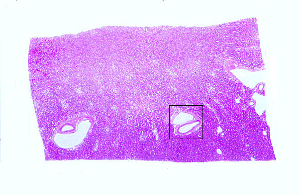  kidney, medulla, vasculature 