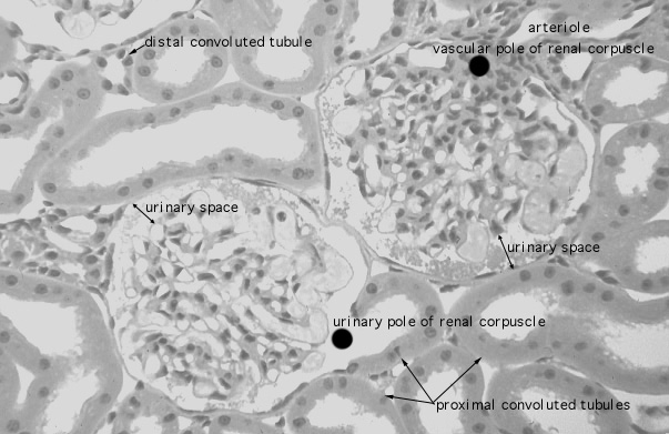  kidney, H&E, vascular/urinary poles 