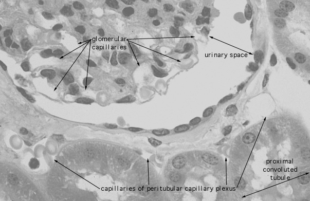  kidney, H&E, glomerular and peritubular capillaries 