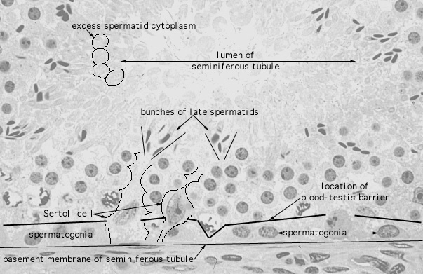  testis, Sertoli cells 