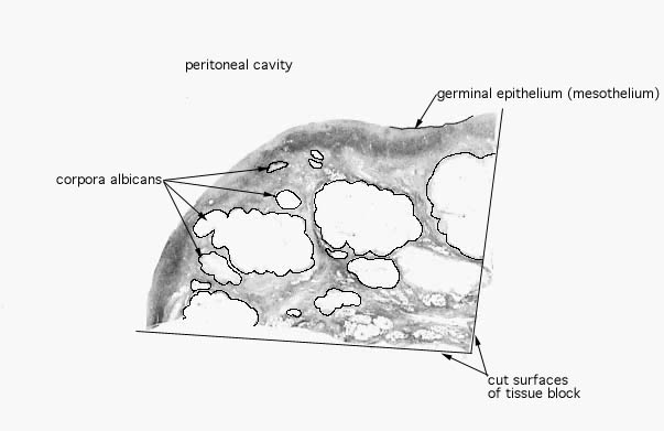  ovary, corpus albicans 