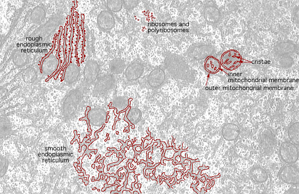  nucleus and cytoplasm, smooth ER 