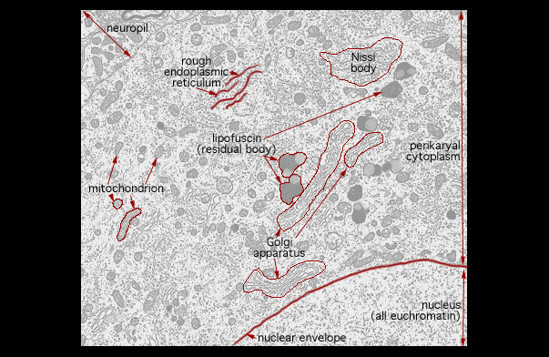  cytoplasmic organelles, perikyral cytoplasm 