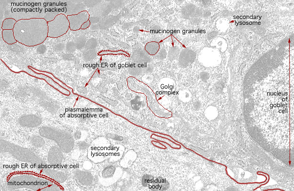  simple columnar epithelium, intercellular interdigitation 