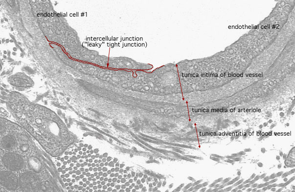  terminal arteriole- endothelial junction and caveolae 