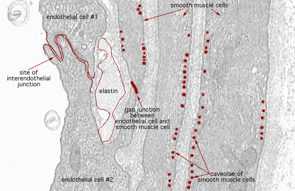  arteriole and peripheral nerve, endothelium and smooth muscle 