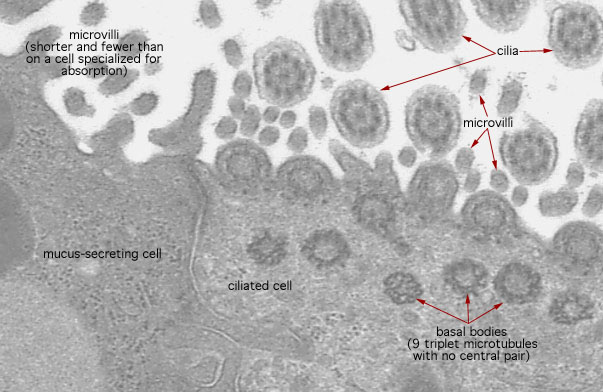  ciliated epithelium, cilia and basal bodies 