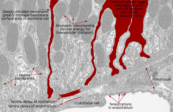  microvilli and basal enfoldings, basal infoldings and basolateral interdigitations 