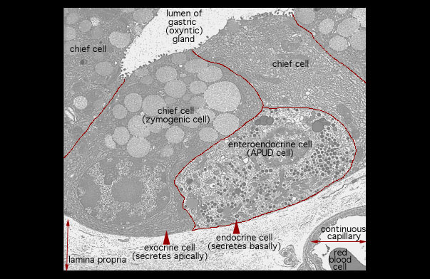  chief cells and enteroendocrine cell 