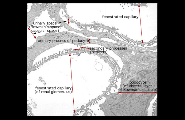  podocytes and glomerular capillaries 