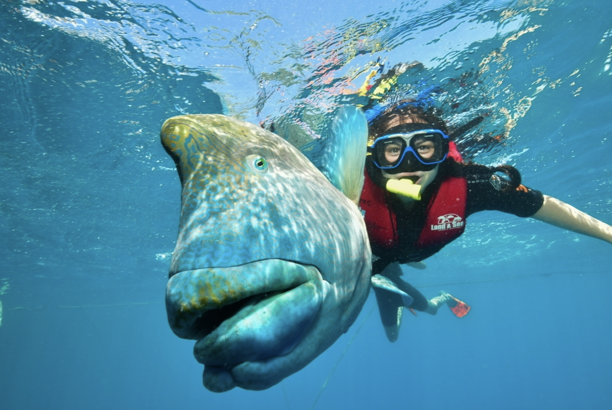 A study abroad student snorkels alongside a large fish in Australia.