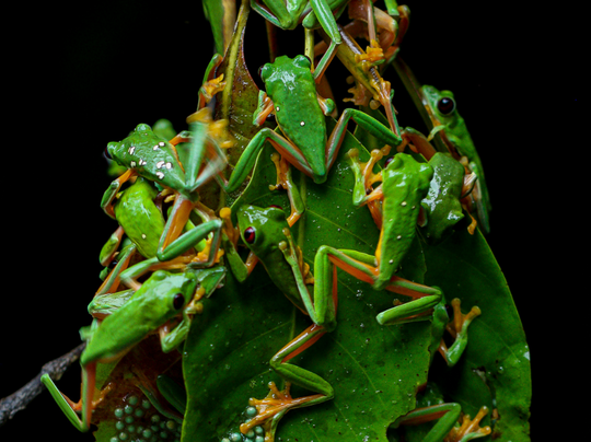 A group of tree frogs cluster on a leaf in a tree in Cost Rica