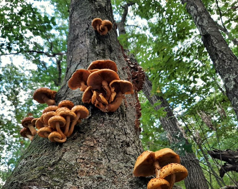 Mushrooms on tree