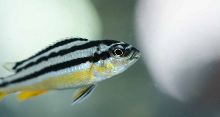 Zebra fish