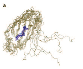 protein model