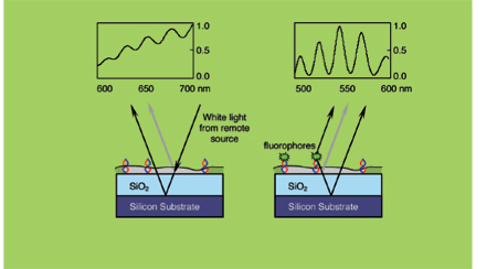 spectral self-interference fluorescence microscopy (SSFM)