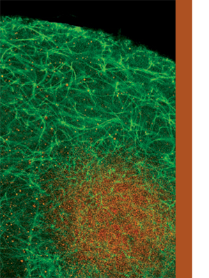 rna localization