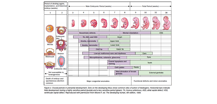 Figure 1. Chordonik E, Iacobucci A. (2004). Use of chemotherapy during human pregnancy. Lancet Oncol., 5(5), 283-291.
