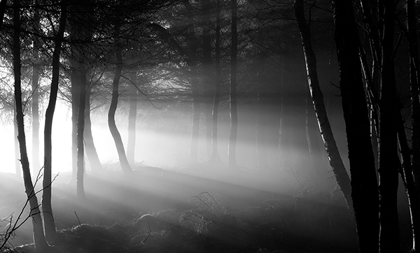 black and white photo of forest with light shining through.