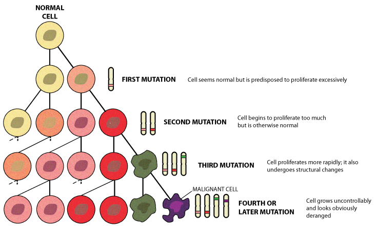 Клетки трансформации присутствуют. Онкология схема. Мутация клеток при онкологии. Игра мутация клетка. Новообразование генетика.