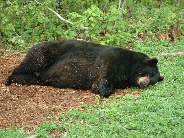 Bears are too large to hibernate. The instead enter a state of rest called 'winter lethargy.'  Stock.xchng | Credit Quapaw