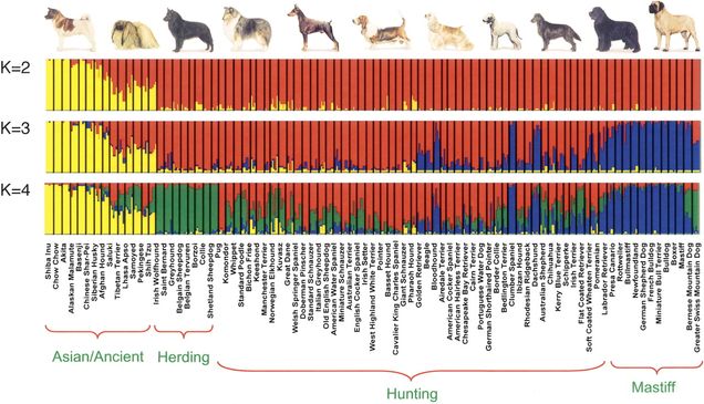 This chart shows the different allele frequencies found in the K2, K3, and K4 cluster.