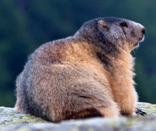 Marmots are true hibernators and must fatten up on food for the winter months. Wikimedia Commons | Credit David Minniaux