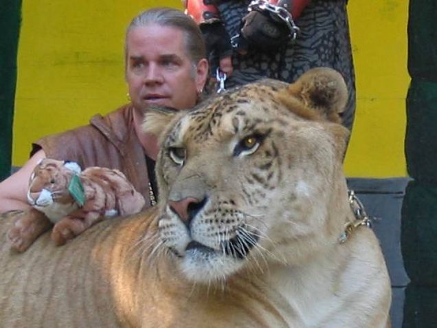 Hercules is a liger, a lion-tiger hyrid. Photo Credit | Acarvin via Wikimedia Commons