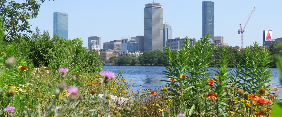 Boston skyline with flowers and Citgo sign