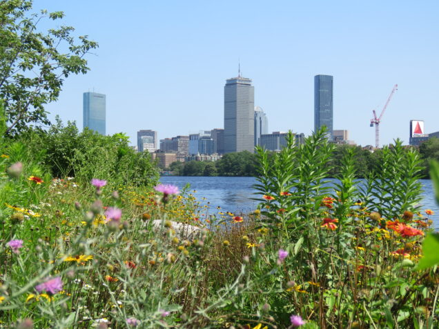 Boston skyline with flowers and Citgo sign